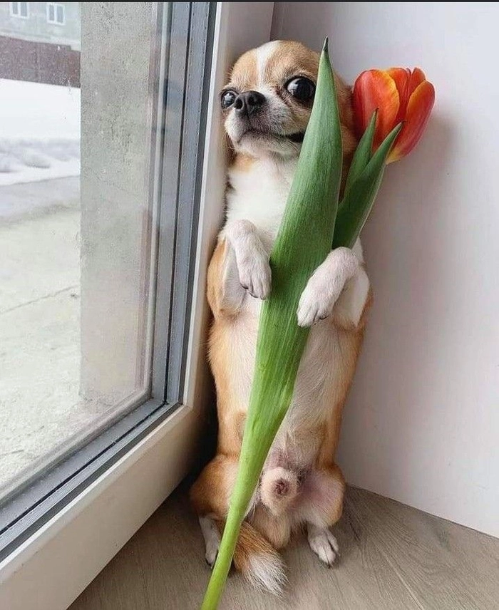Ảnh chó ngậm hoa mang không khí làm hòa