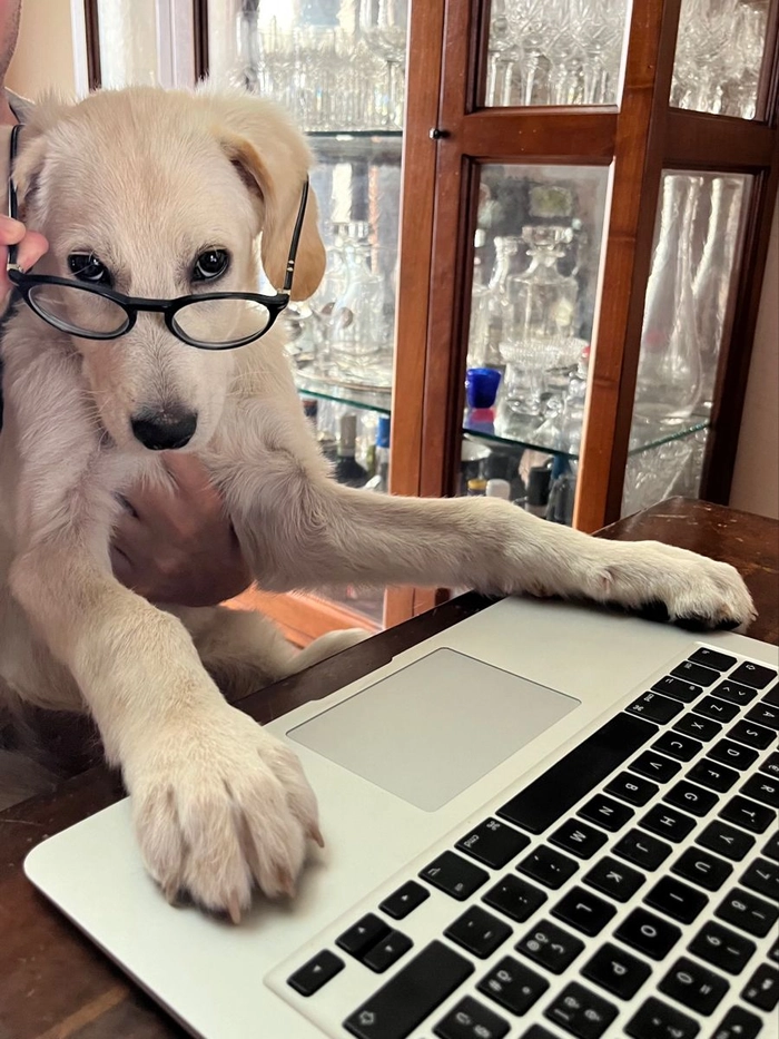 Ảnh meme chó đeo kính hợp bình luận có lý lẽ