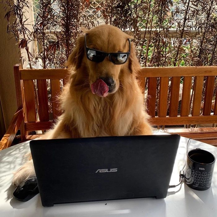 Ảnh meme chó đeo kính nhìn là muốn nghe