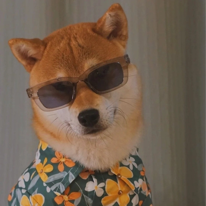 Ảnh meme chó đeo kính nhìn là thấy có chuyện