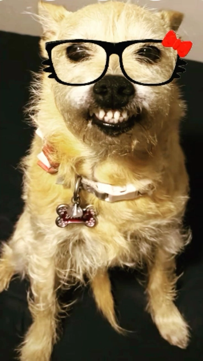 Ảnh meme chó đeo kính tạo cảm giác rất hiểu biết