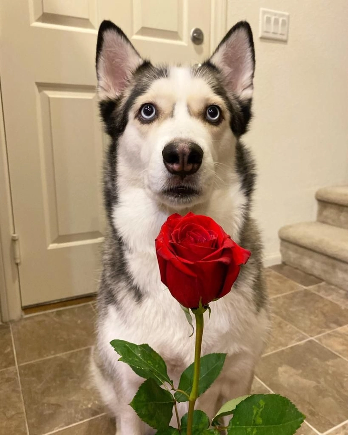 Ảnh meme chó tặng hoa cho tình huống khó nói