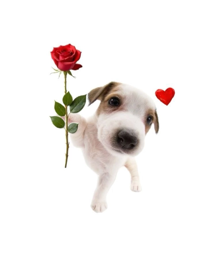 Ảnh meme chó tặng hoa mang cảm giác dịu lại