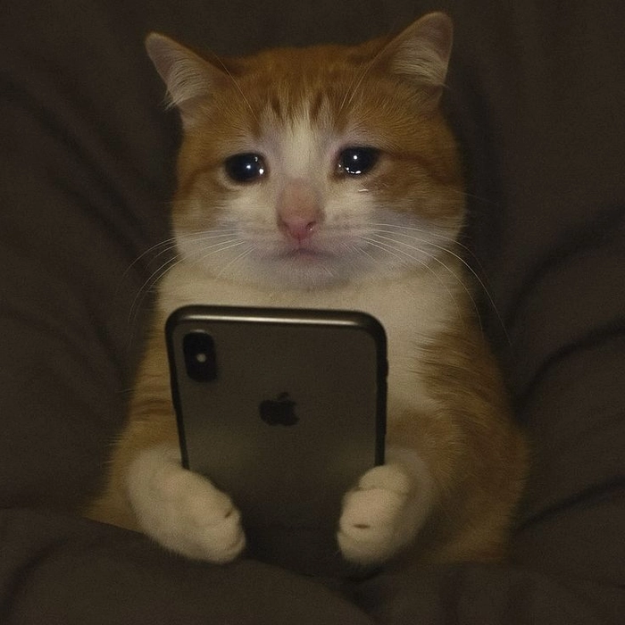 Ảnh meme con mèo buồn nhìn là thấy chùng xuống