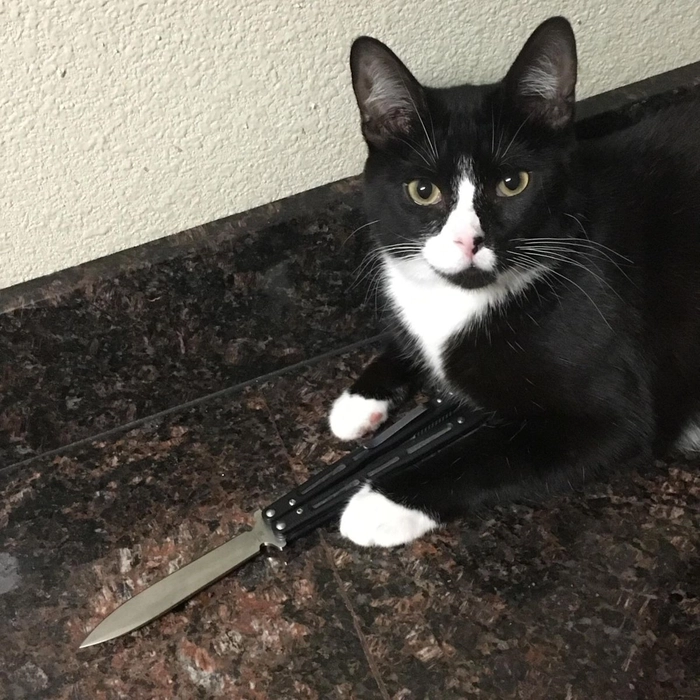 Ảnh meme con mèo cầm dao cực viral