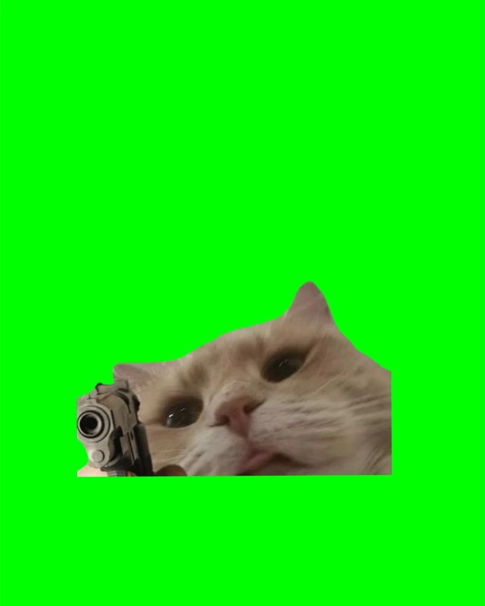 Ảnh meme con mèo cầm súng rất căng