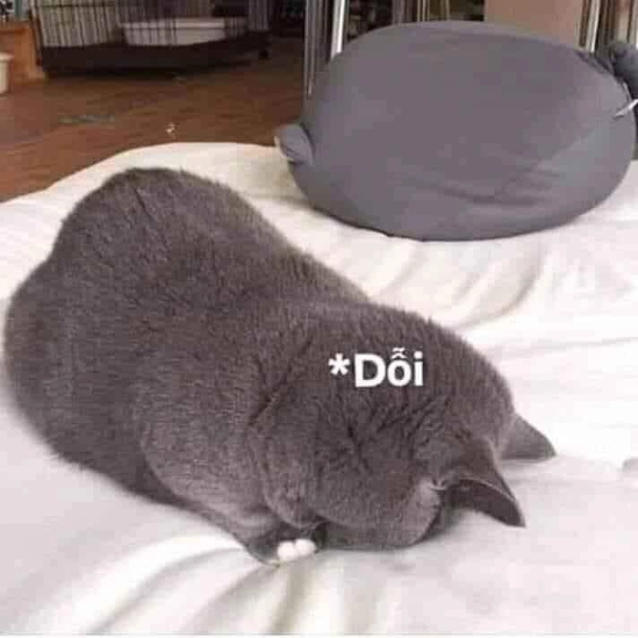 Ảnh meme con mèo dỗi đúng mood hờn