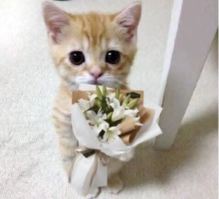 Ảnh meme con mèo tặng hoa rất dễ mến