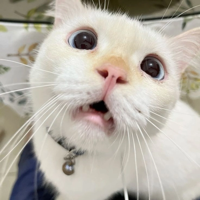 Ảnh meme mèo bất ngờ gây cười