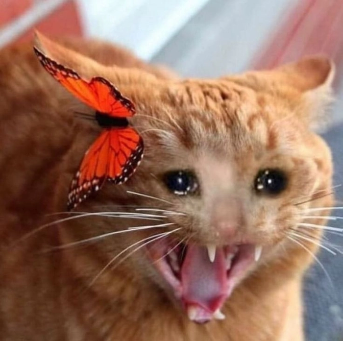 Ảnh meme mèo buồn hợp đăng story tâm trạng