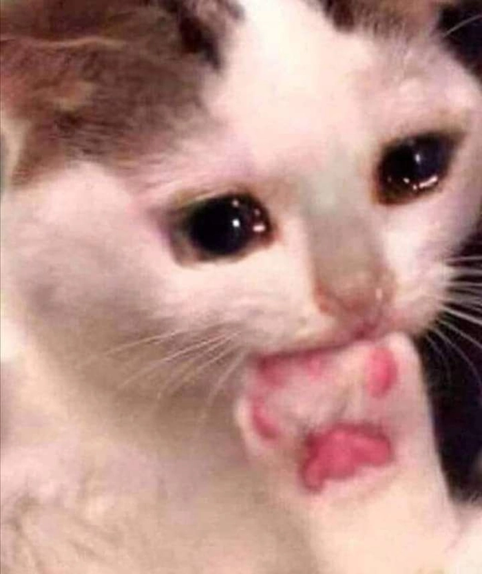 Ảnh meme mèo buồn mang cảm giác trầm lắng