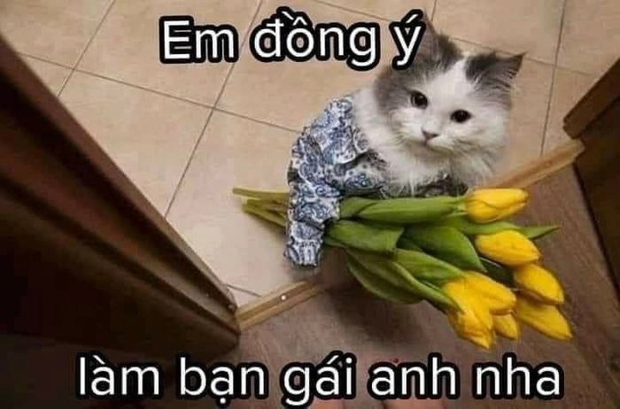 Ảnh meme mèo cầm hoa cho khoảnh khắc ấm áp