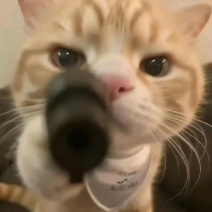 Ảnh meme mèo cầm súng với vibe căng thẳng