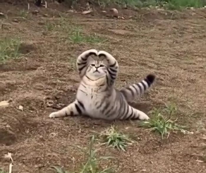 Ảnh meme mèo cute mang cảm giác dễ thương