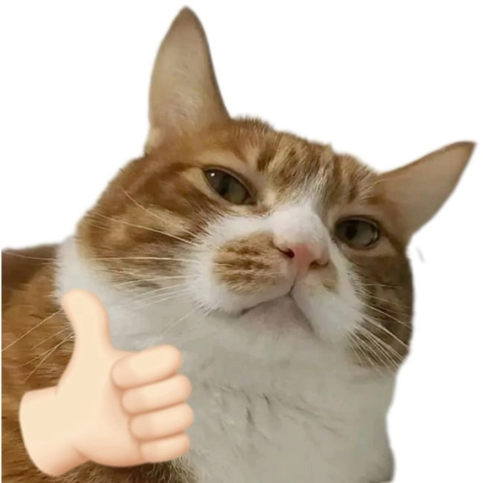 Ảnh meme mèo cute nhìn là muốn lưu