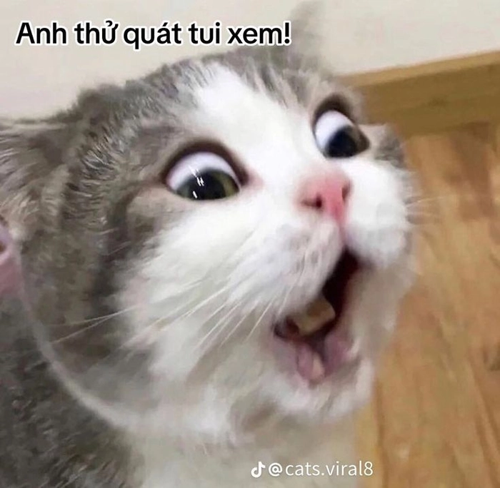 Ảnh meme mèo dỗi cho story tâm trạng