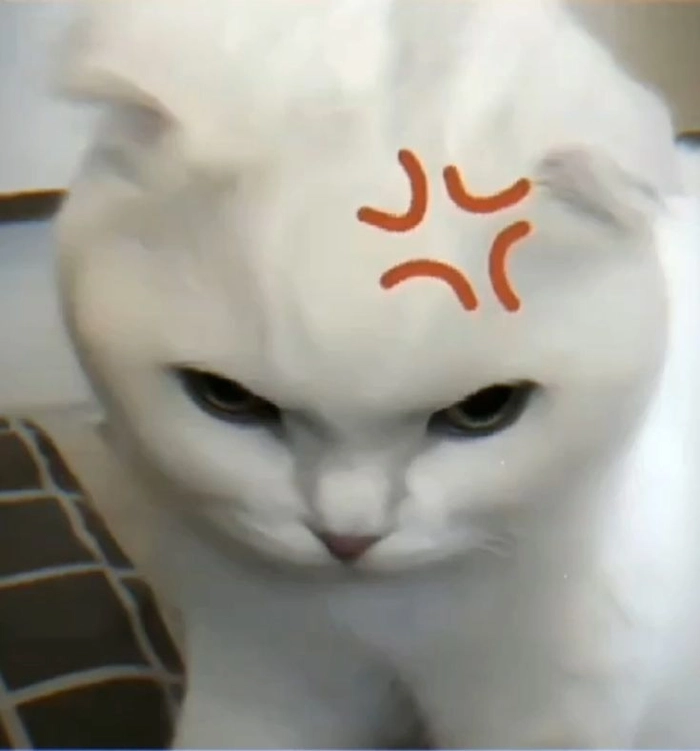 Ảnh meme mèo dỗi mang vibe im lặng