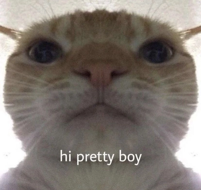 Ảnh meme mèo hello cho khoảnh khắc thân thiện