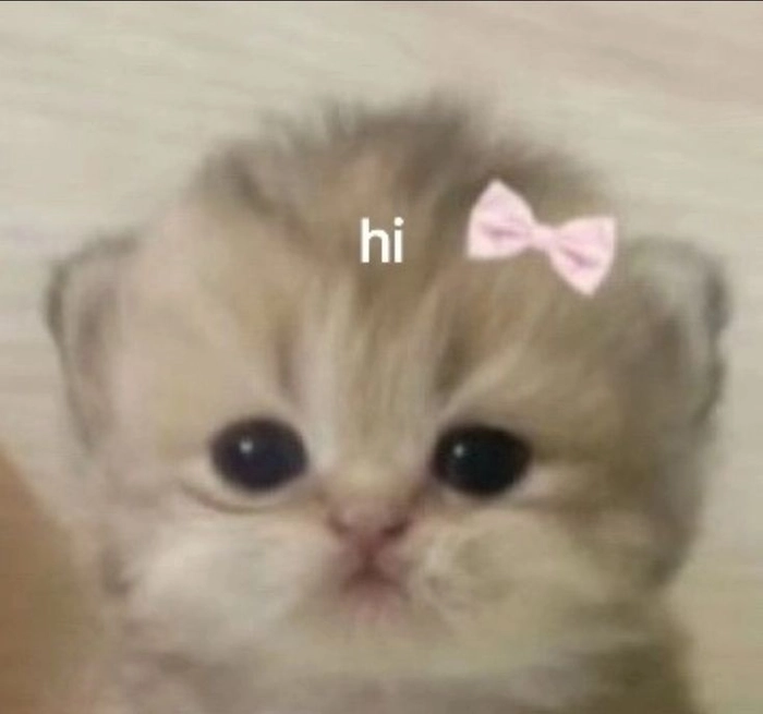 Ảnh meme mèo hello mang nét thân thiện