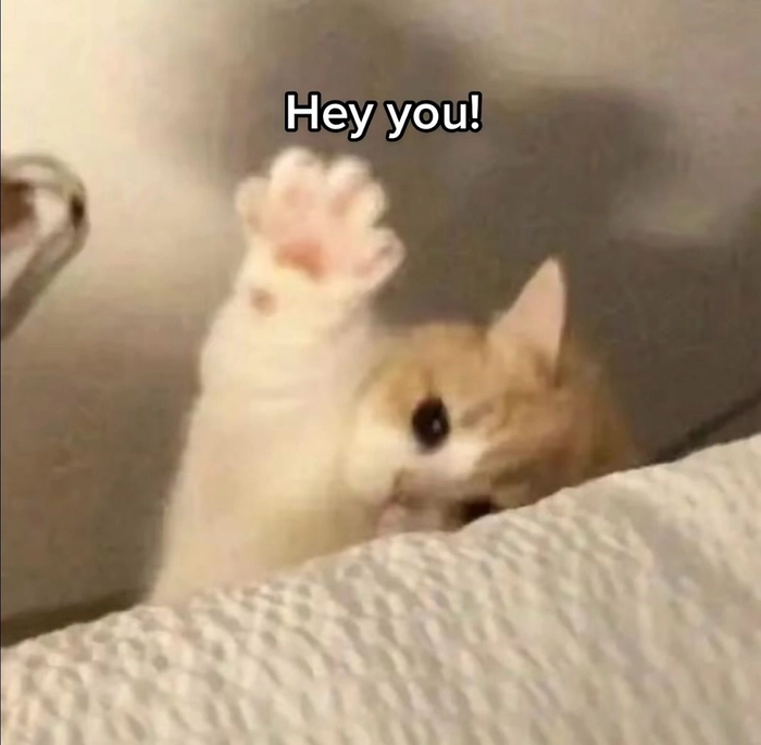 Ảnh meme mèo hello nhìn là muốn chào lại