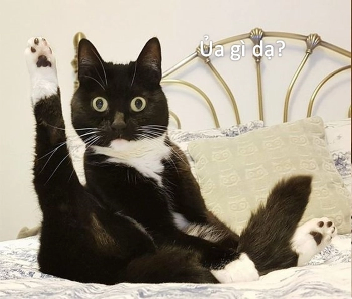 Ảnh meme mèo sốc biểu cảm mạnh