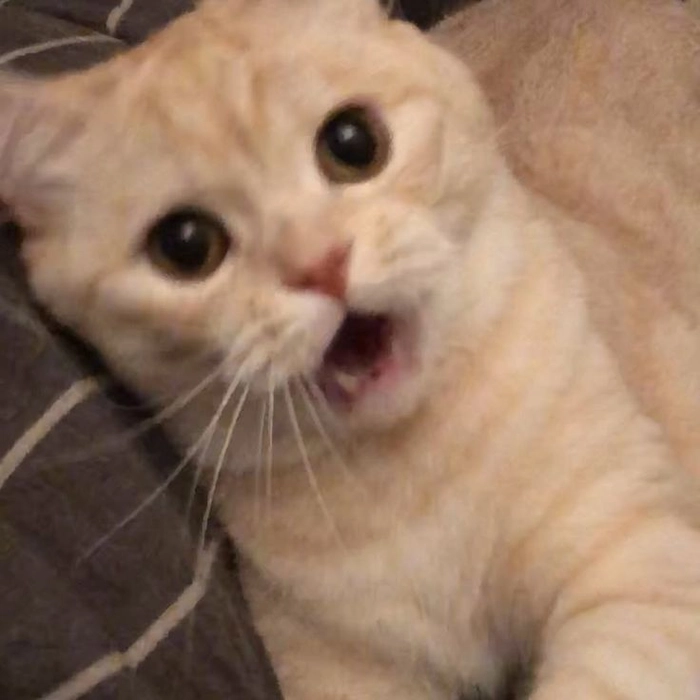 Ảnh meme mèo sốc gây chú ý