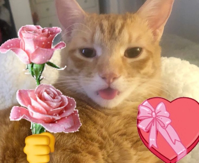Ảnh meme mèo tặng hoa dễ thương nhẹ nhàng