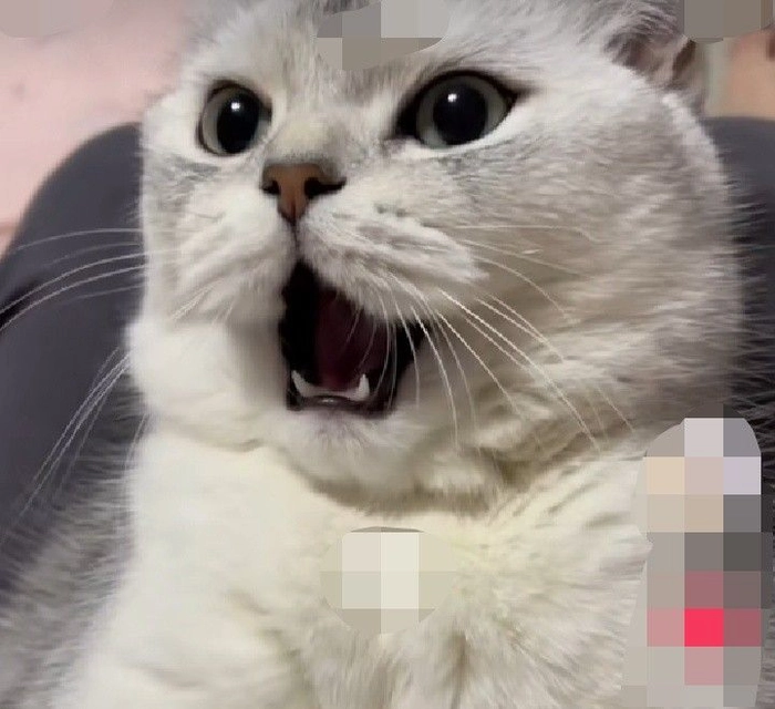 Ảnh meme sốc vãi mèo quen thuộc