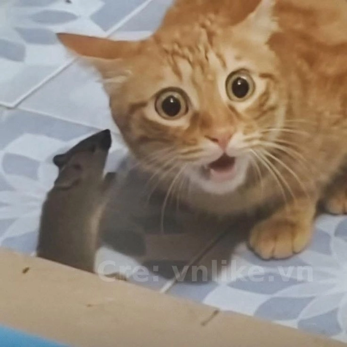 Ảnh mèo cam meme biểu cảm hài hước