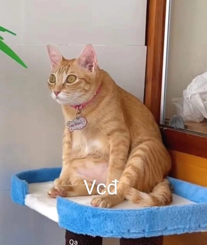 Ảnh mèo cam meme hợp chia sẻ mạng xã hội