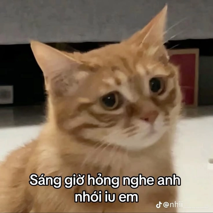 Ảnh mèo cam meme nhìn là muốn cười