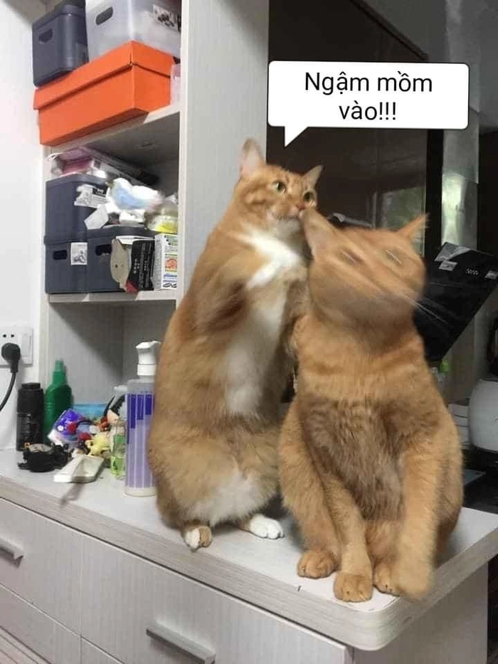 Ảnh mèo cam meme xả stress nhẹ nhàng