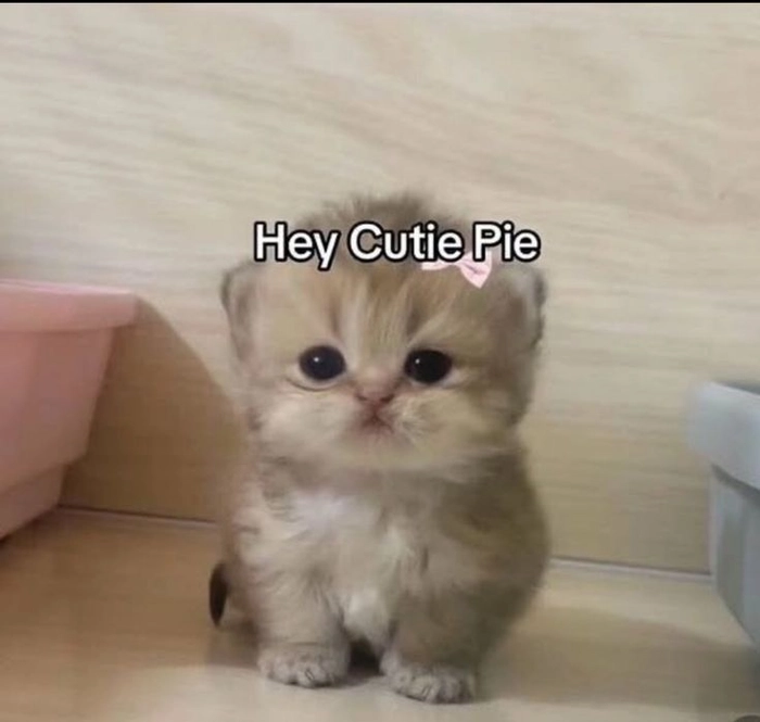 Ảnh mèo chào meme hợp bình luận mở đầu