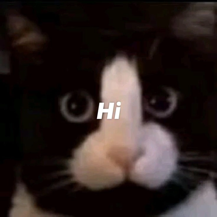 Ảnh mèo chào meme mang nét đáng yêu