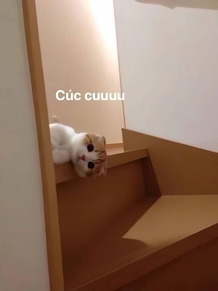 Ảnh mèo chào meme tạo cảm giác dễ chịu