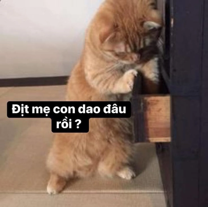 Ảnh mèo cute meme giận dỗi rất đáng yêu