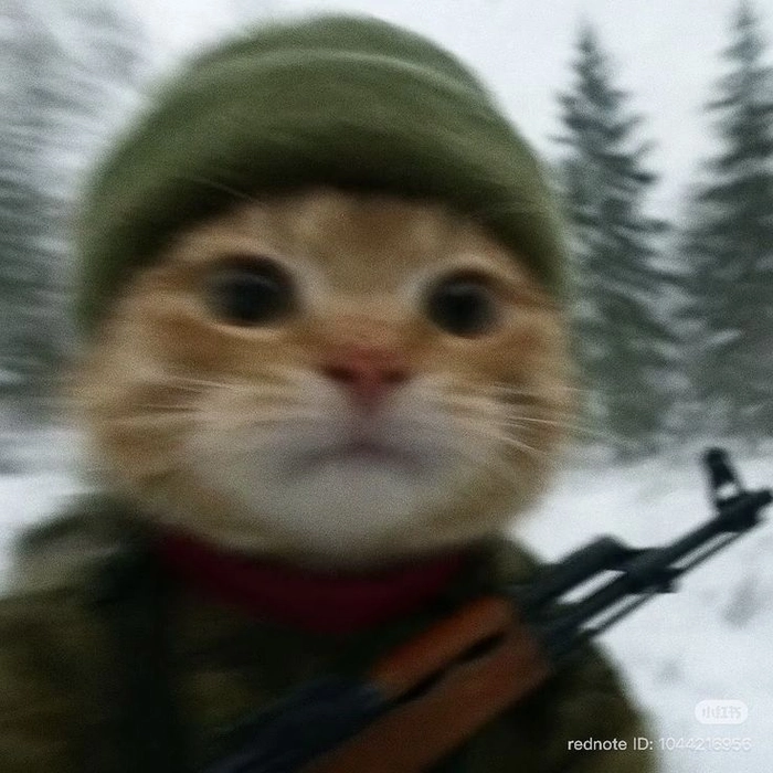 Ảnh mèo meme bựa cầm súng rất khó đỡ