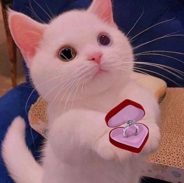 Ảnh mèo meme cute mang vibe dễ mến