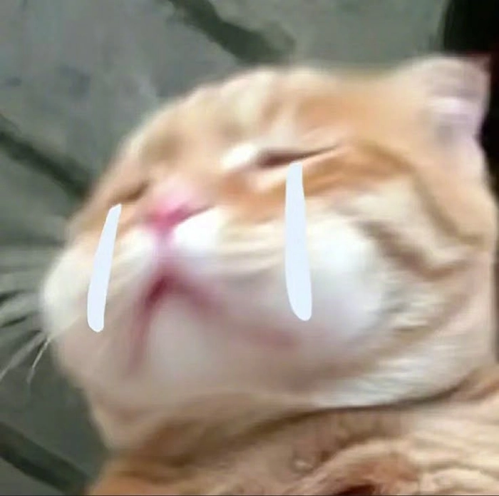 Ảnh mèo meme sad dành cho ngày chậm lại