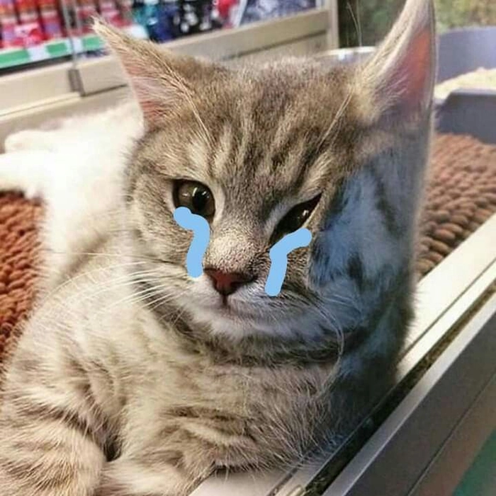 Ảnh mèo meme sad mang cảm xúc rất chậm