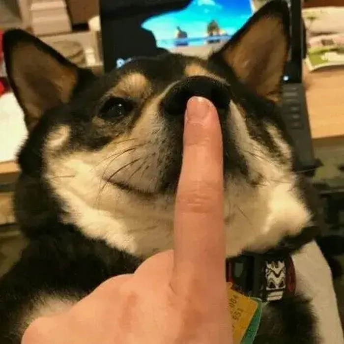 Bịt mõm chó meme dùng để trêu vui nhẹ nhàng