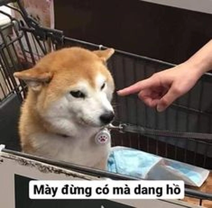 Bịt mõm chó meme mang cảm giác gần gũi