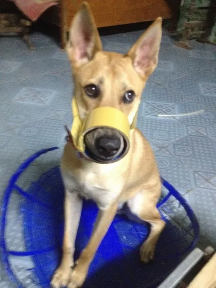 Bịt mõm chó meme tạo điểm nhấn cho bài đăng