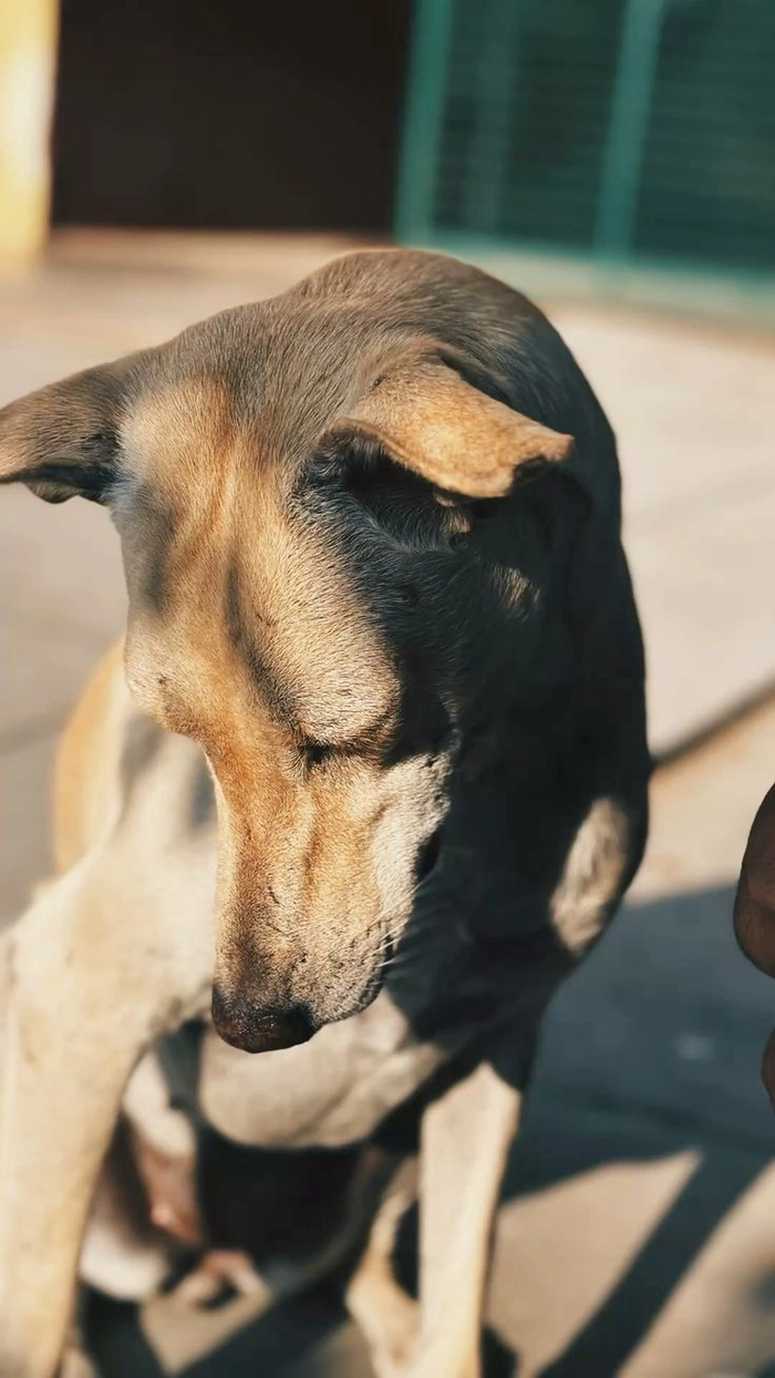 Chó cỏ meme cho khoảnh khắc bình yên