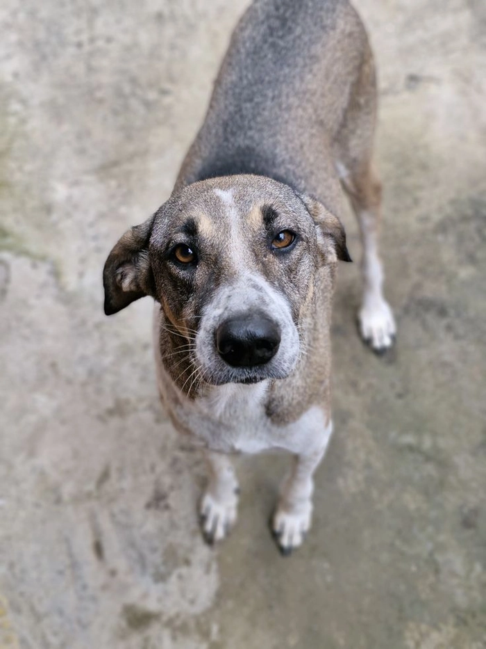 Chó cỏ meme cho khoảnh khắc đời thường