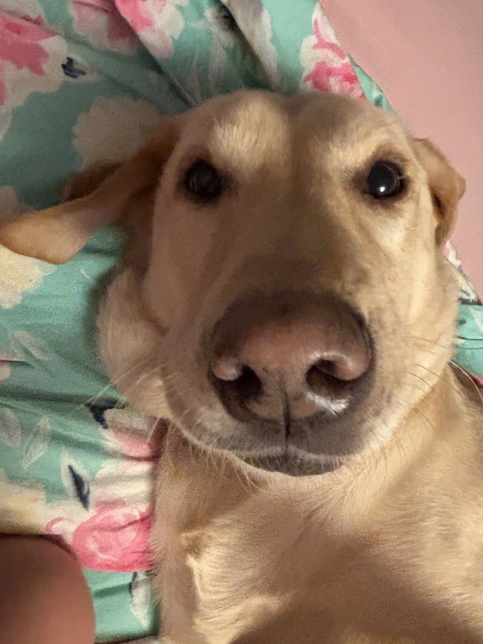 Chó cỏ meme đúng kiểu coi cho vui