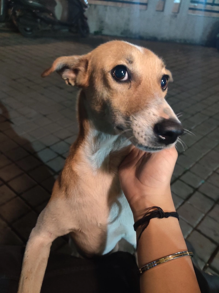 Chó cỏ meme giản dị đúng chất