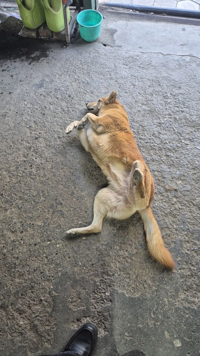 Chó cỏ meme giản dị mà coi hoài không chán