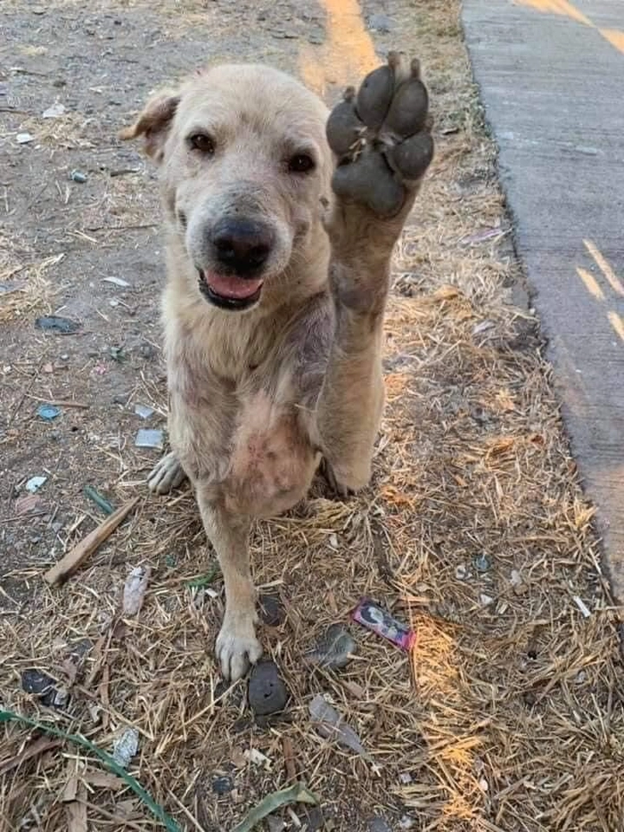 Chó cỏ meme không cần diễn vẫn cuốn