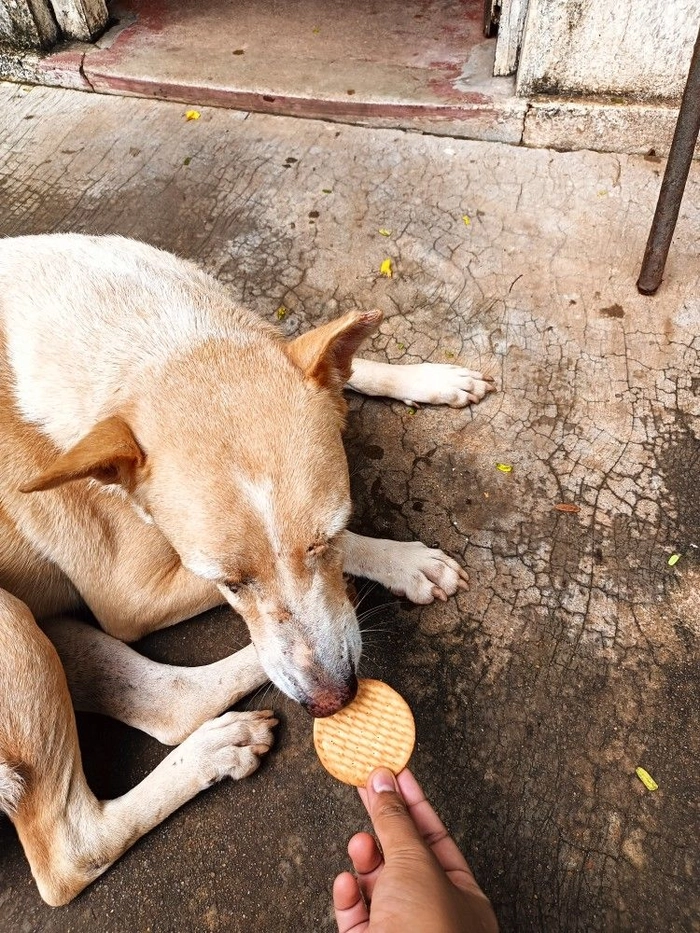 Chó cỏ meme không màu mè vẫn duyên